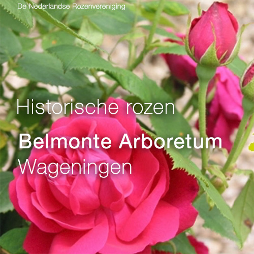 Belmonte Arboretum Wageningen - logo