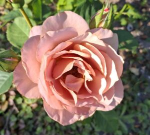 20250712 183939 Mokarosa