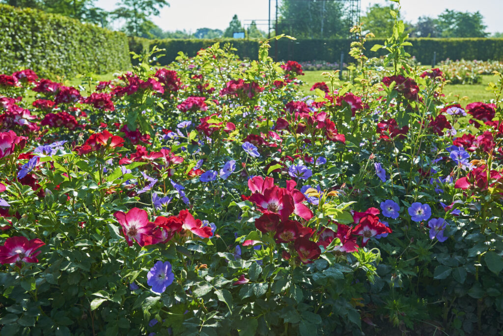 Appeltern roodwitte rozen scaled