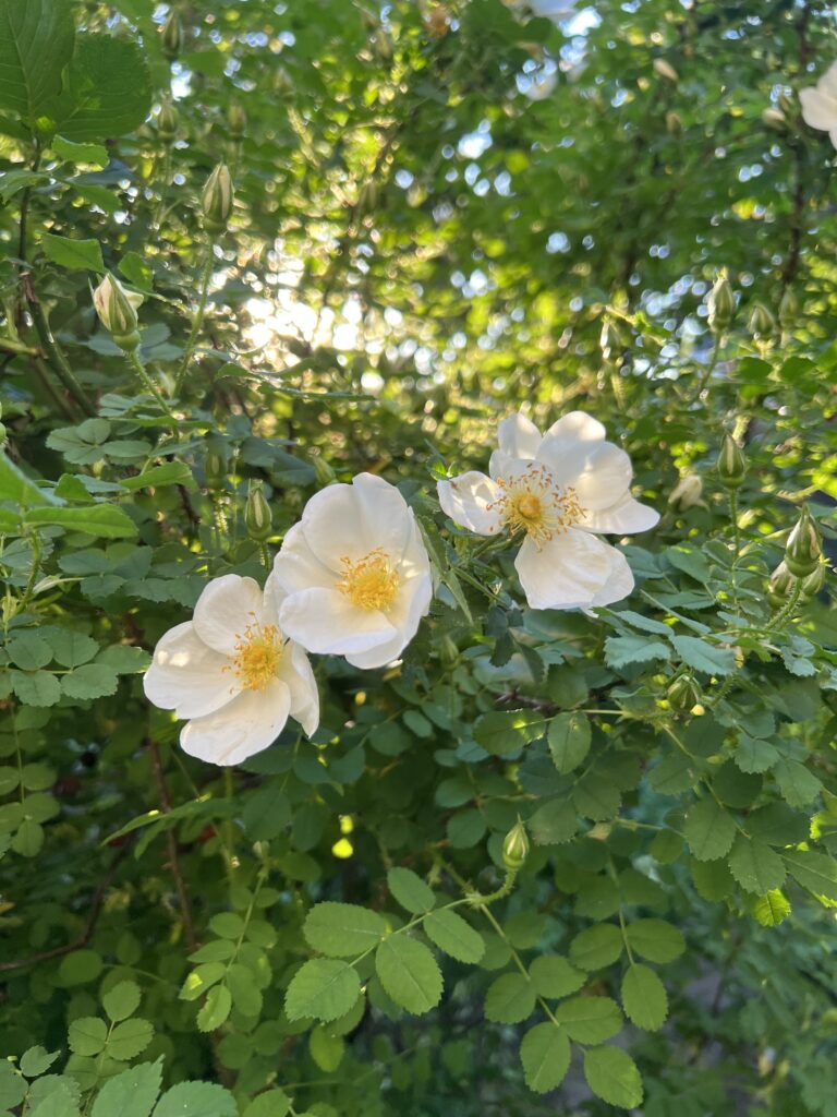 2025 Rosa Pimpinellafolia.1 scaled