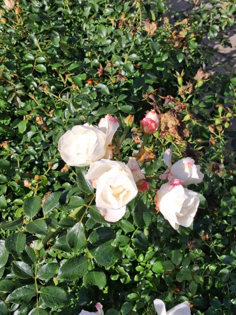 Rosa Moonshine  rotated