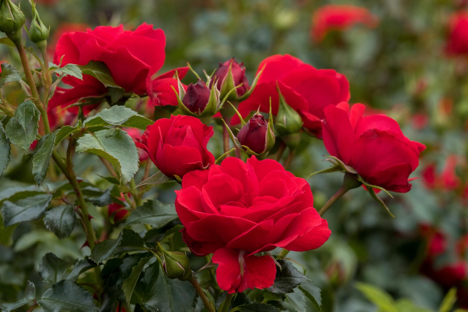 Algemene Leden Vergadering Zaterdag 7 maart 2026 in Rhenen