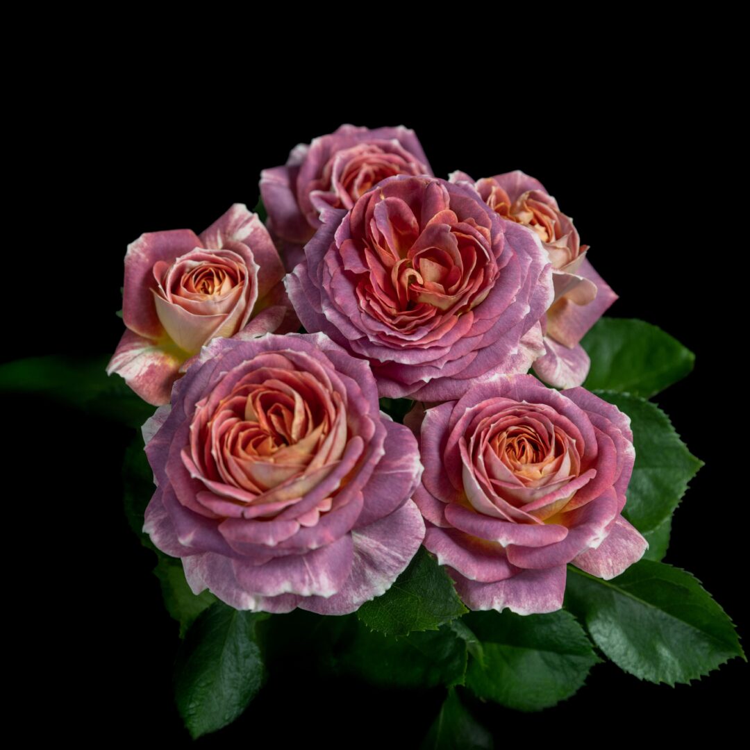 Excursie woensdag 15 april 2026 naar Noord Limburg