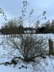 Rosa Russeliana in Park Kalheupink in Oldenzaal (foto Hennie Droste)