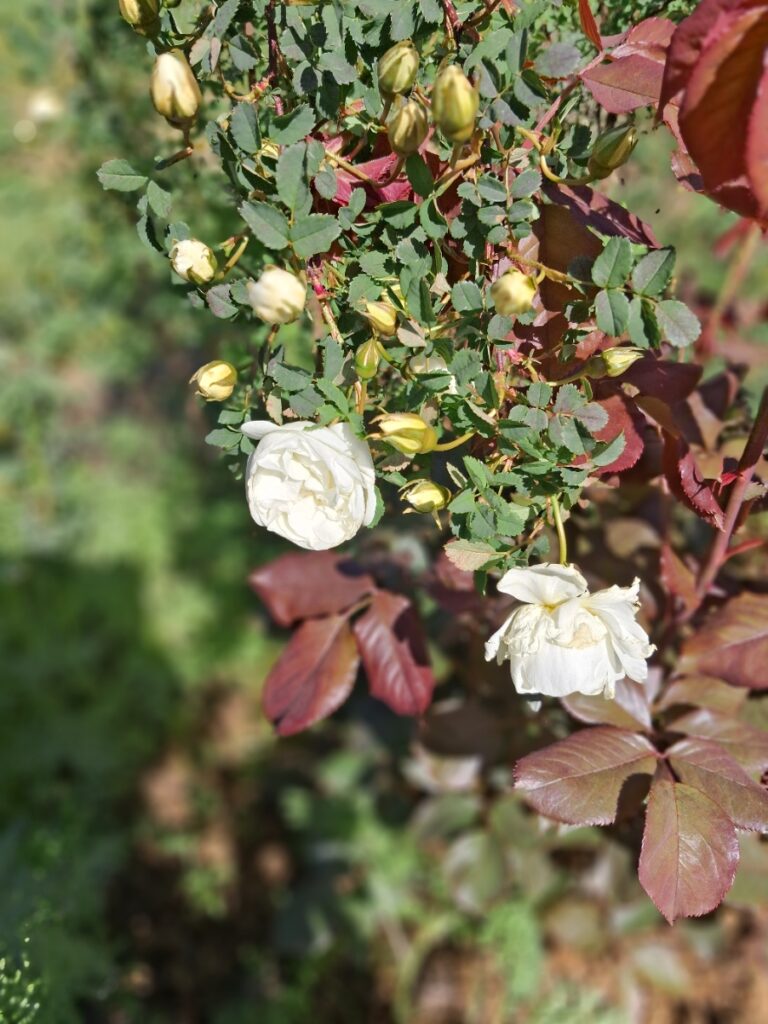 Spinosissima Double White