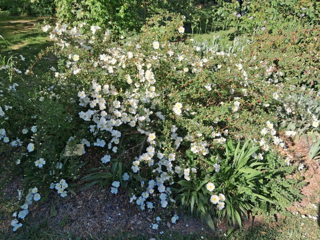 Spinosissima Dunwich Rose