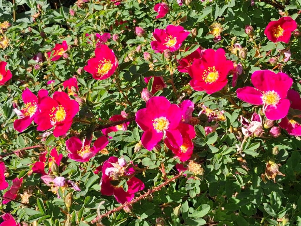 Spinosissima Single Cherry