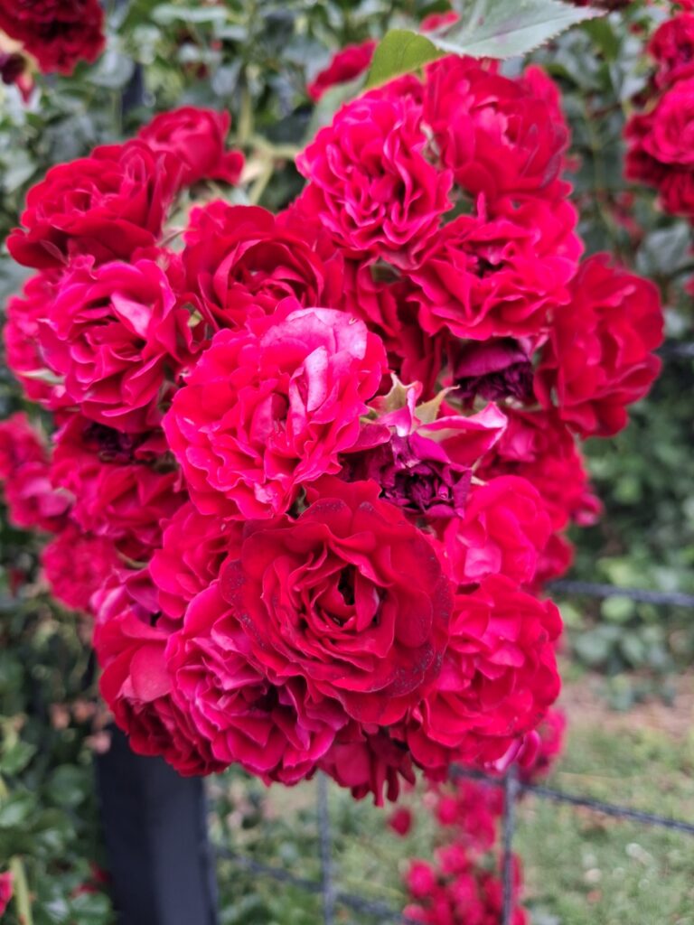 Crimson Siluetta