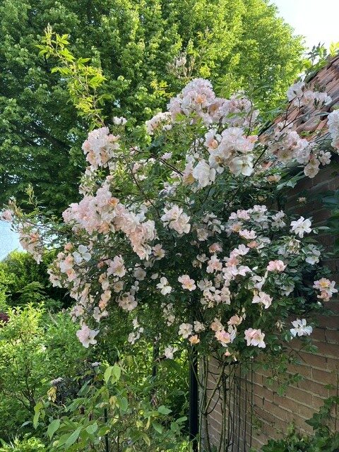 augondtuin open